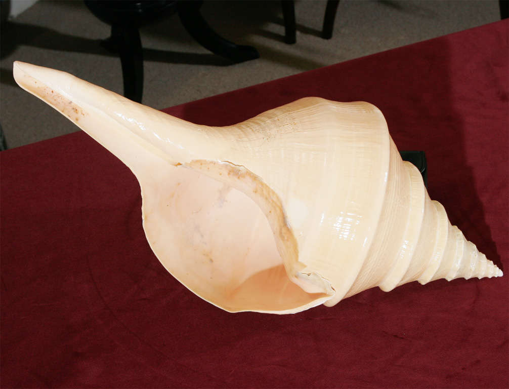 Australian A collection of four Syrinx shells For Sale